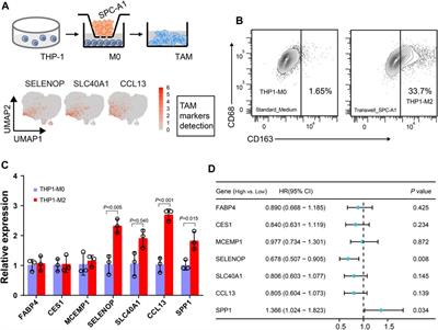 Cellular crosstalk of macrophages and therapeutic implications in non-small cell lung cancer revealed by integrative inference of single-cell transcriptomics